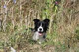 BORDER COLLIE 351